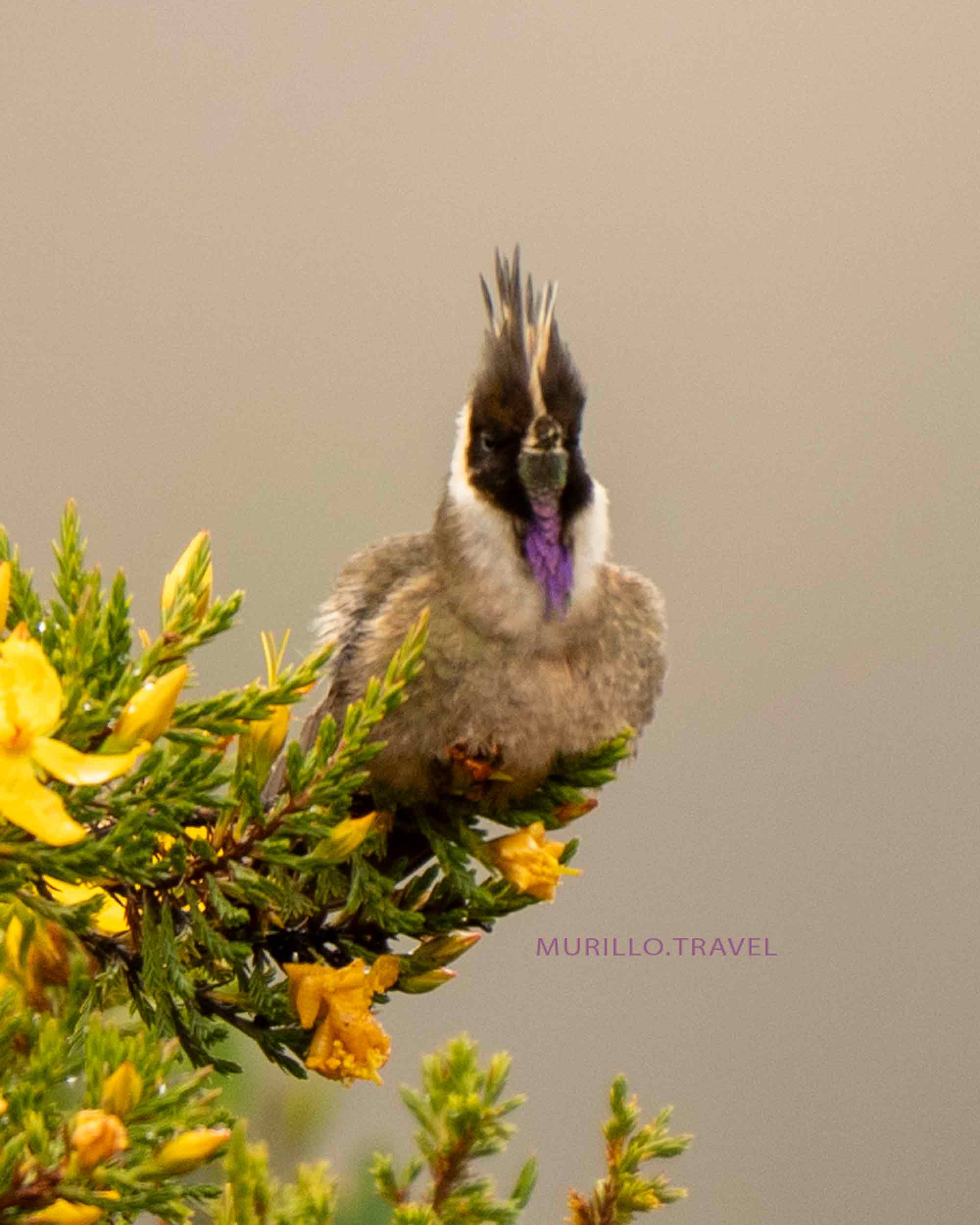 chivito-del-ruiz-murillo-travel